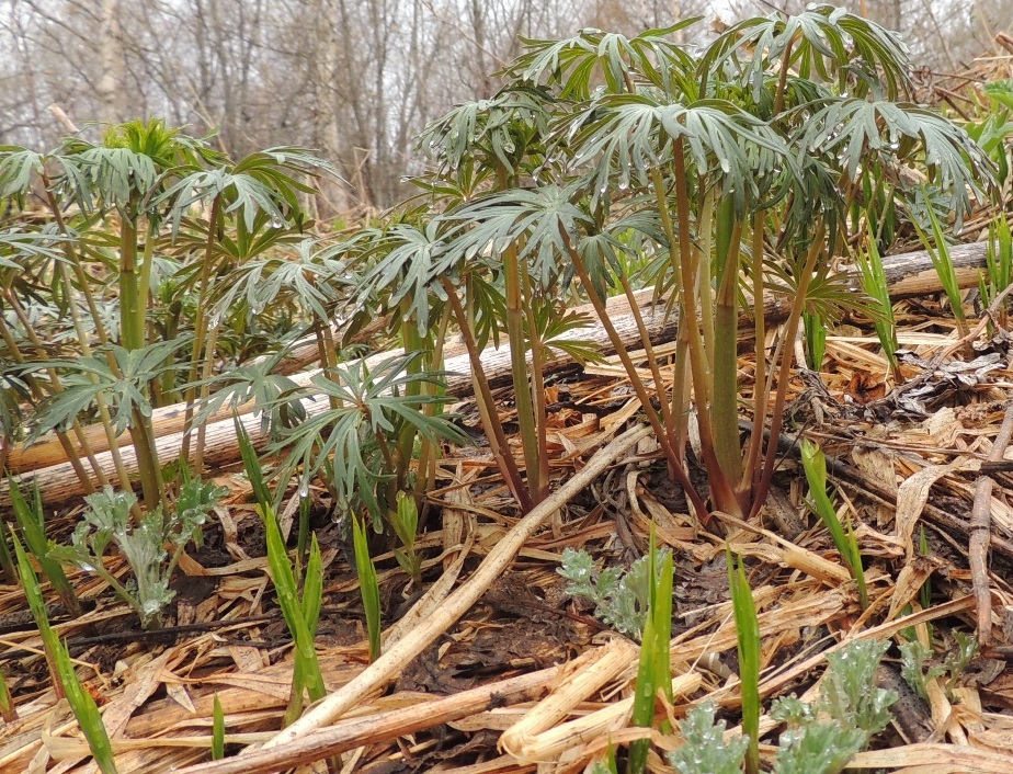 Изображение особи род Aconitum.