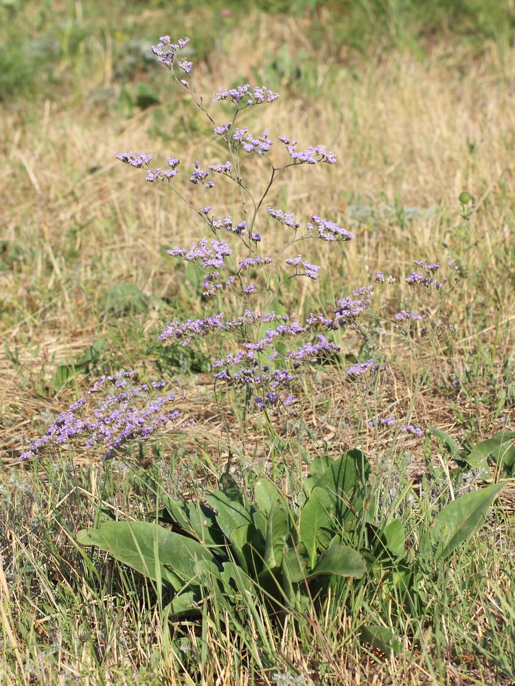 Изображение особи род Limonium.