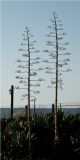 Agave americana