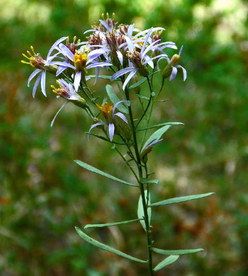 Image of Galatella dracunculoides specimen.