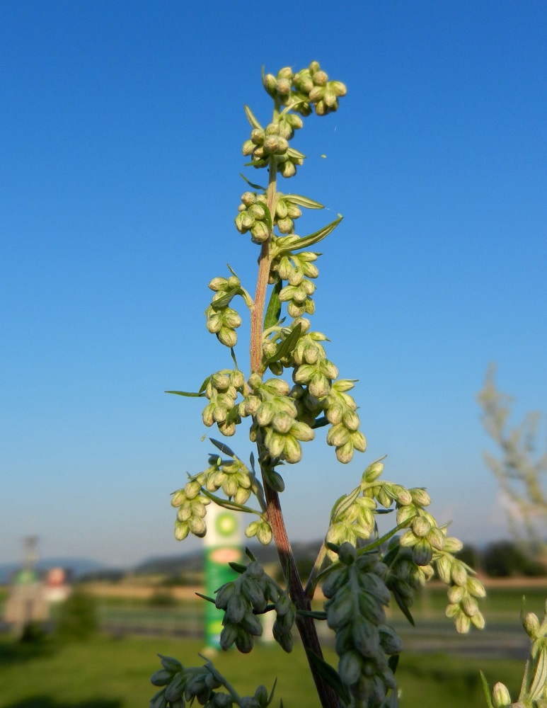 Изображение особи Artemisia vulgaris.