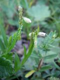 genus Polygala. Верхушка цветущего растения. Крымский природный заповедник, Бабуган-Яйла. 18.07.2009.