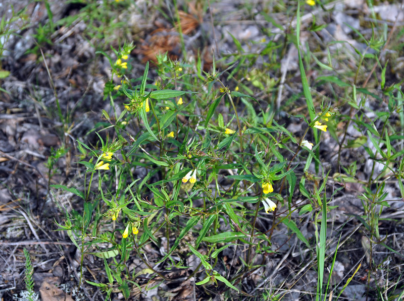Image of Melampyrum pratense specimen.