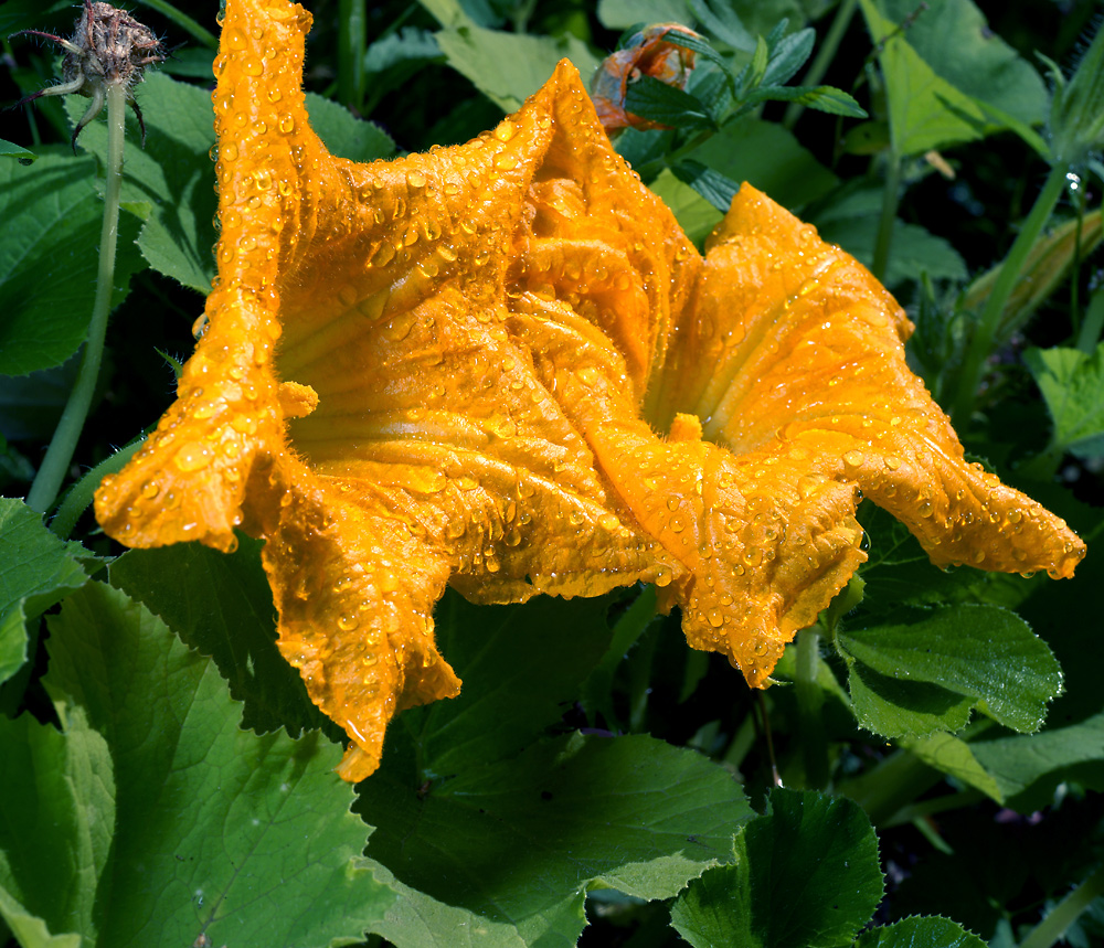 Image of Cucurbita pepo specimen.