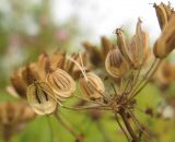 Heracleum dissectum. Часть соплодия со зрелыми плодами. Томская обл., окр. г. Томск, лесной луг. 29.07.2009.