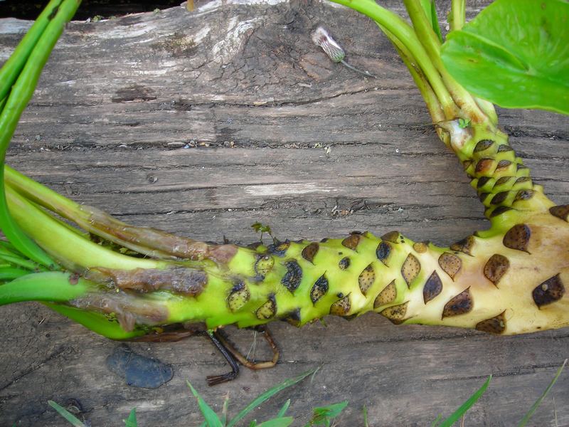 Изображение особи Nuphar lutea.