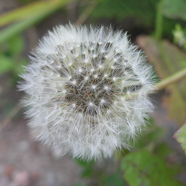 Изображение особи Taraxacum officinale.