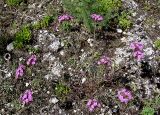 Dianthus pseudarmeria