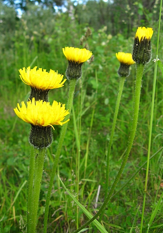 Изображение особи Trommsdorffia maculata.