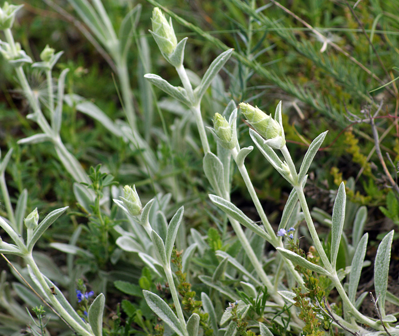 Image of Sideritis euxina specimen.