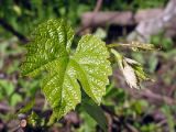 Vitis amurensis