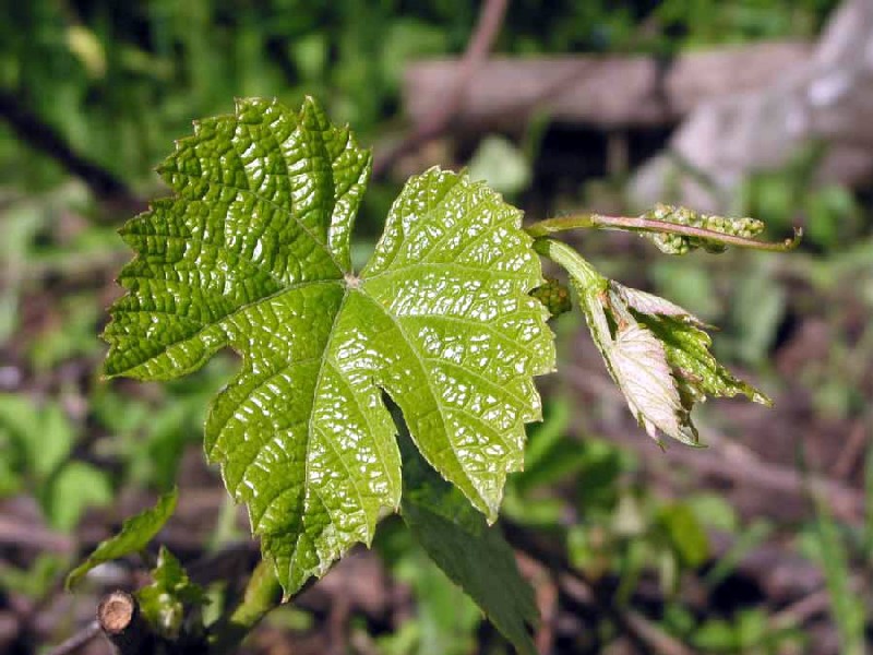 Изображение особи Vitis amurensis.