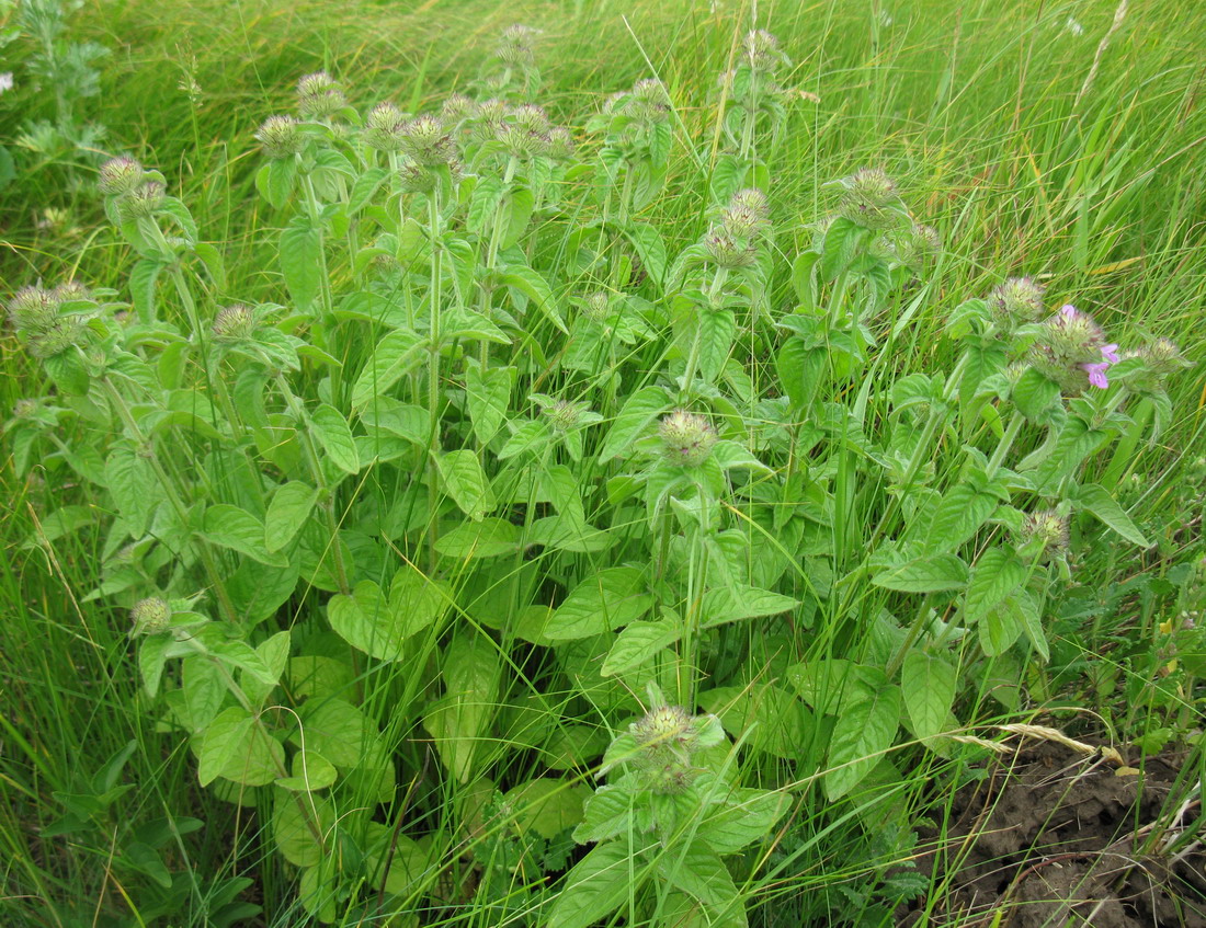 Image of Clinopodium vulgare specimen.