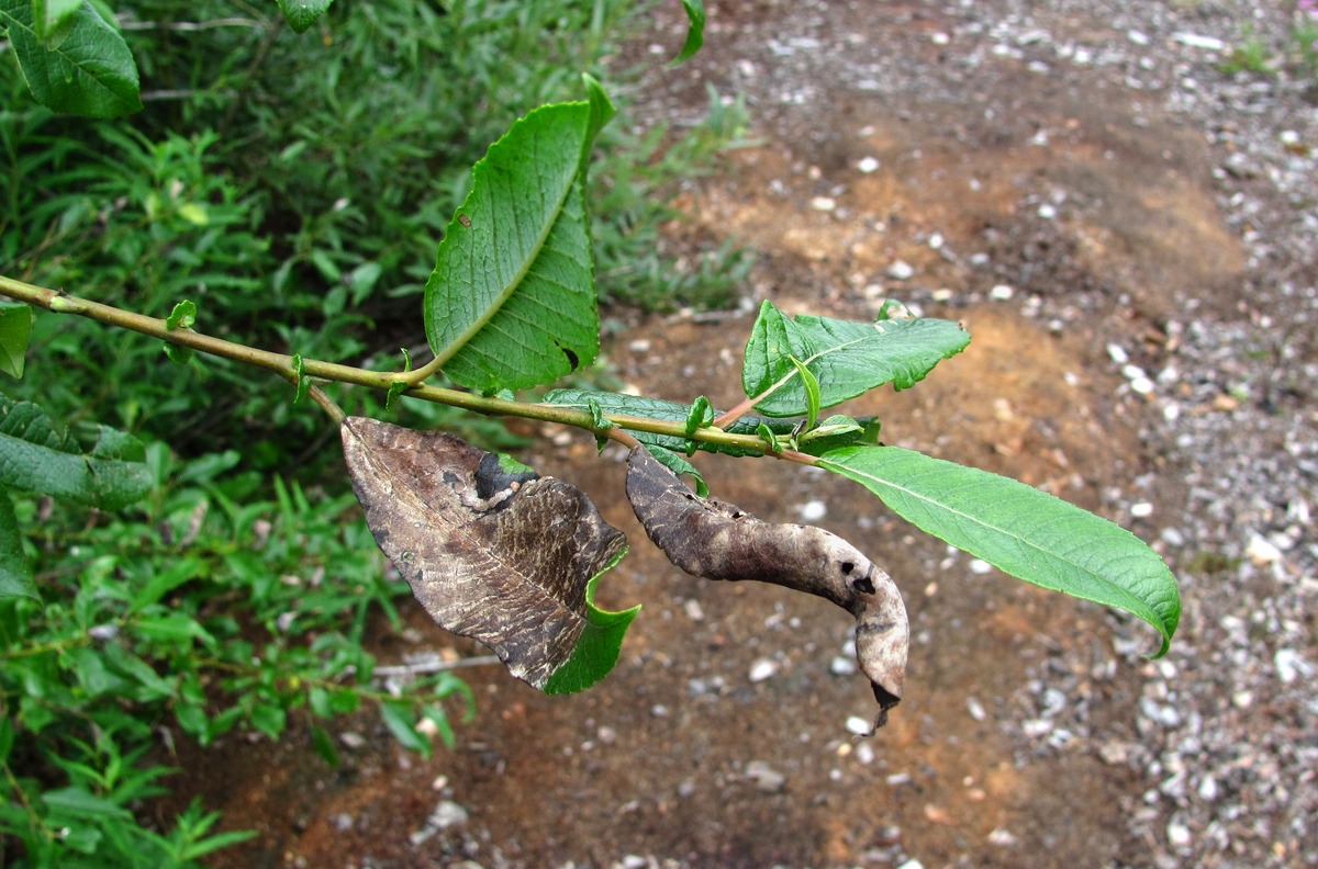 Image of Salix myrsinifolia specimen.