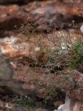Limonium anfractum. Соплодия. Черногория, муниципалитет Будва, пос. Рафаиловичи (Rafailovići), скальный останец на берегу моря. 16.10.2014.