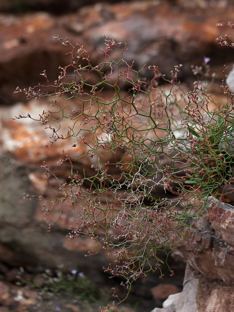 Изображение особи Limonium anfractum.