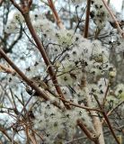 genus Clematis. Соплодия. Германия, Берлин, озеленение. Январь 2015 г.