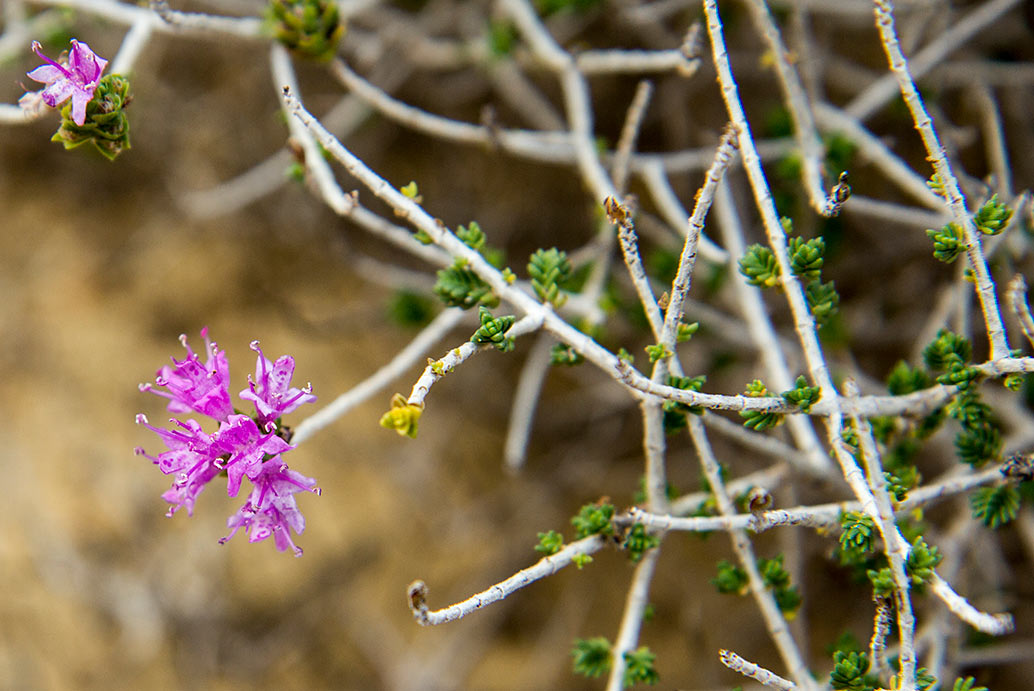 Image of Thymbra capitata specimen.