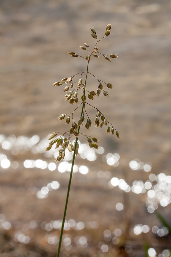 Image of Hierochloe odorata specimen.