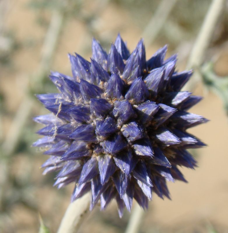 Изображение особи Echinops albicaulis.