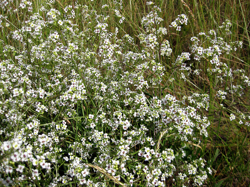 Изображение особи Crambe tataria.