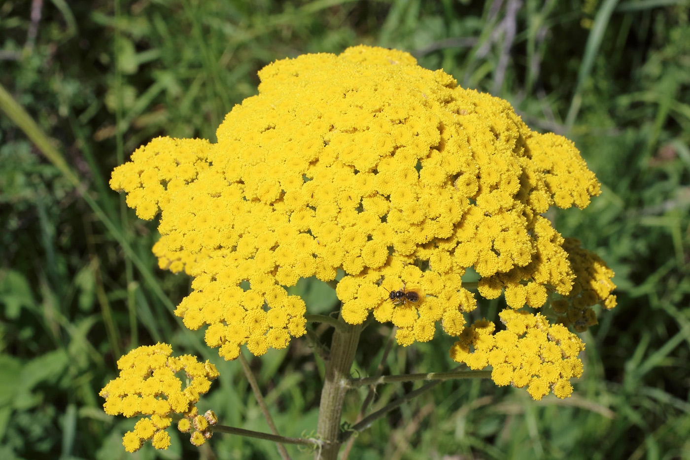 Изображение особи Handelia trichophylla.