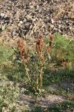 Rumex pamiricus. Плодоносящее растение. Южный Казахстан, горы Алатау (Даубаба), Восточное ущелье. 30.06.2014.