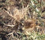 Cirsium pseudolappaceum