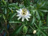 Passiflora caerulea. Цветок, бутон и листья. Краснодарский край, г. Сочи, Лазаревский р-н, пос. Дагомыс, в культуре. 02.08.2015.