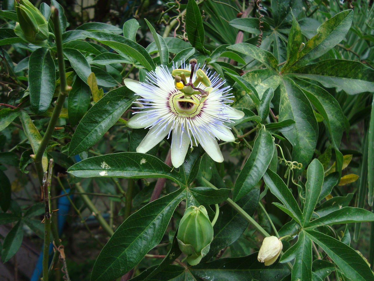 Изображение особи Passiflora caerulea.