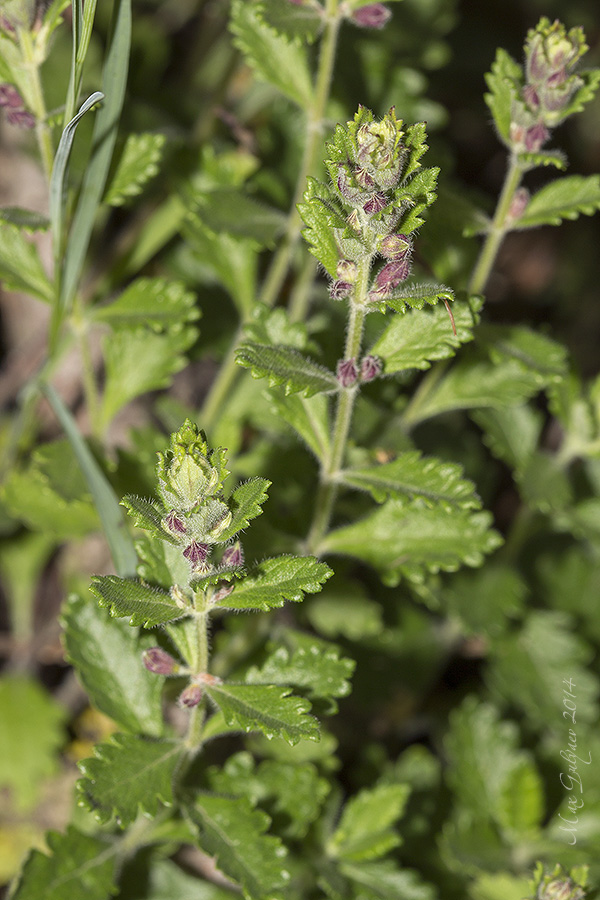 Image of Teucrium chamaedrys specimen.