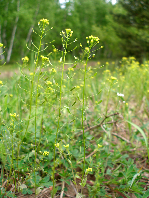 Image of Draba nemorosa specimen.