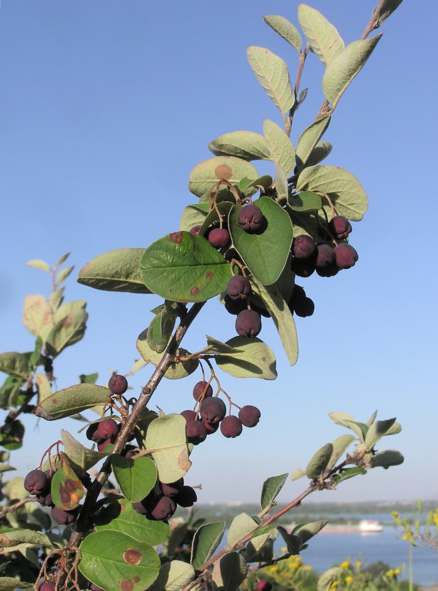 Image of Cotoneaster melanocarpus specimen.