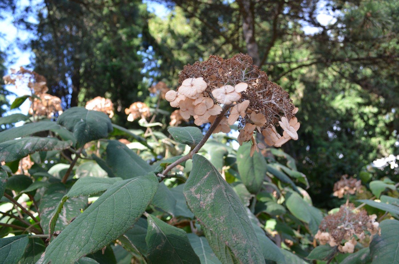 Изображение особи род Hydrangea.