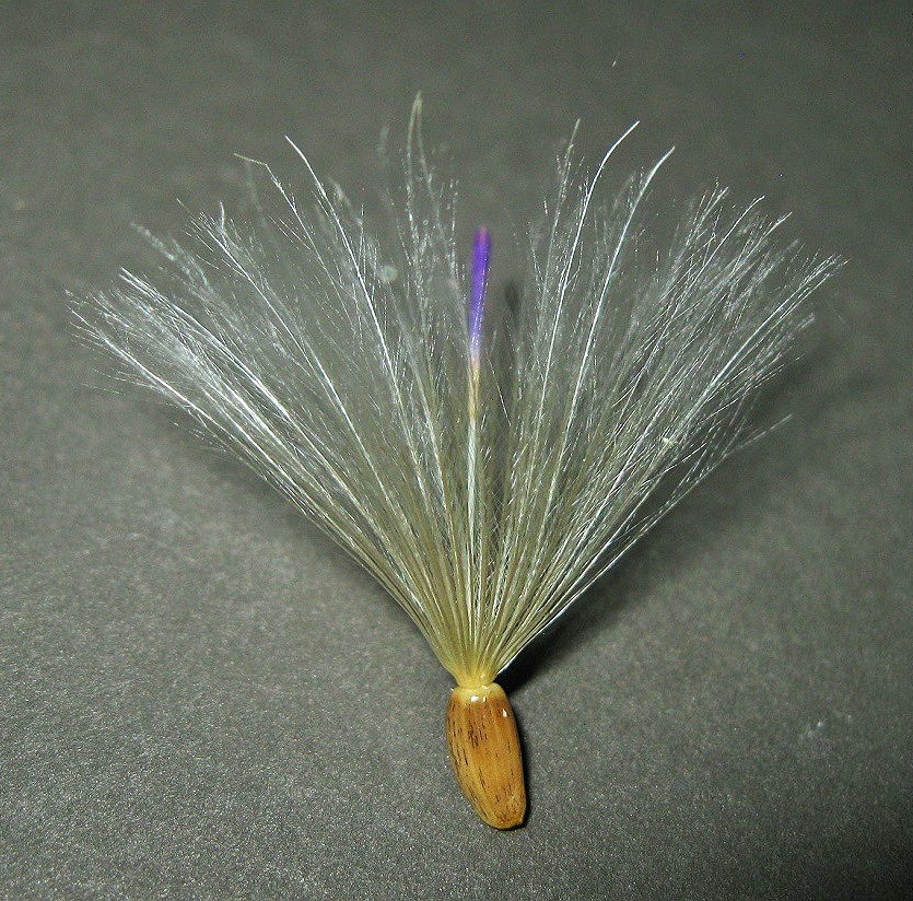Image of Picnomon acarna specimen.