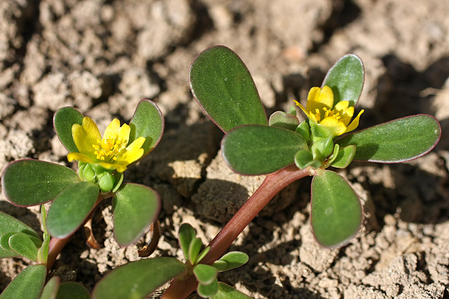 Image of Portulaca oleracea specimen.