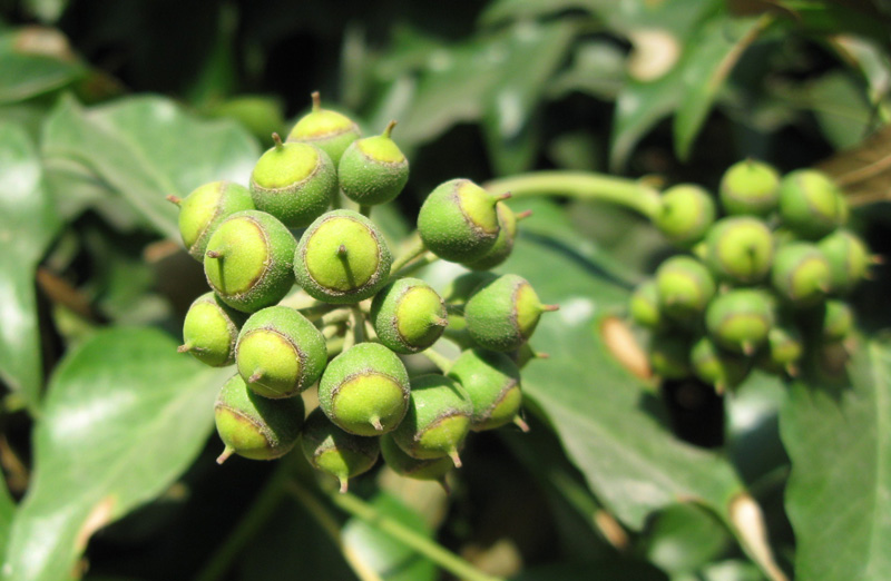 Image of Hedera helix specimen.