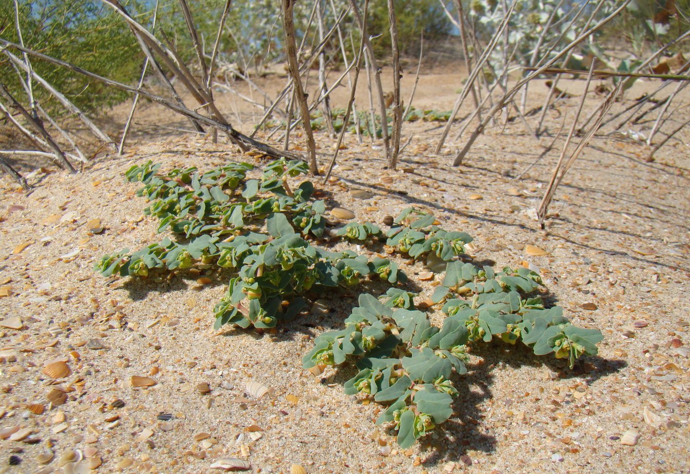 Изображение особи Euphorbia peplis.