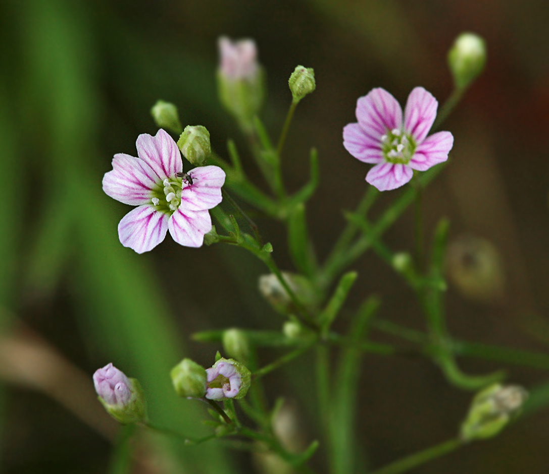 Изображение особи Psammophiliella muralis.