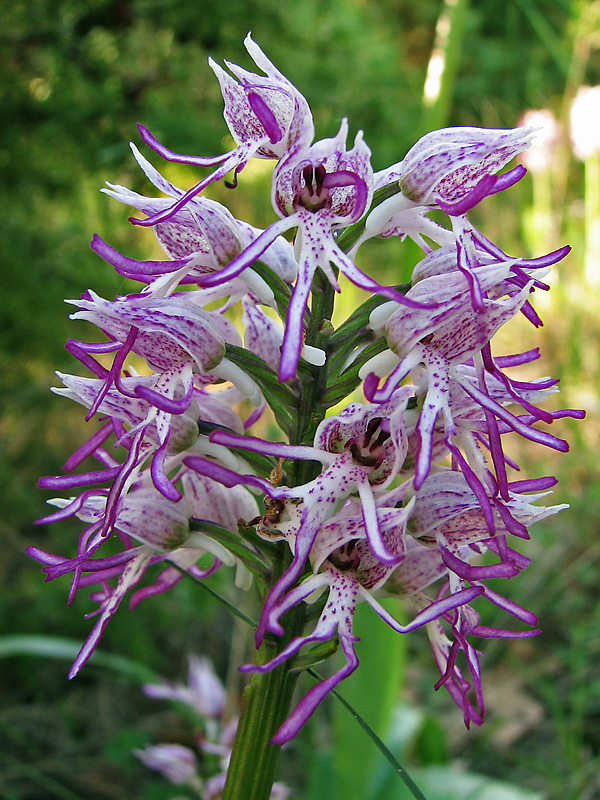 Image of Orchis &times; angusticruris specimen.