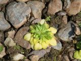 Androsace filiformis