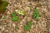 Helleborus caucasicus. Цветущее растение. Республика Адыгея, лиственный лес к востоку от г. Майкоп. 26.02.2016.