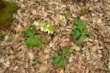 Helleborus caucasicus