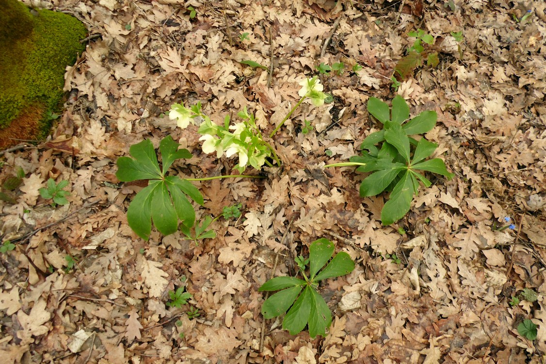 Изображение особи Helleborus caucasicus.