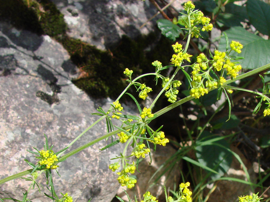 Изображение особи Galium verum.