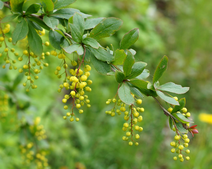 Изображение особи Berberis vulgaris.