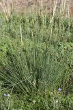 Juncus inflexus. Плодоносящее растение. Южный Казахстан, Сырдарьинский Каратау, р-н перевала Куюк, русло небольшого водотока. 09.07.2015.