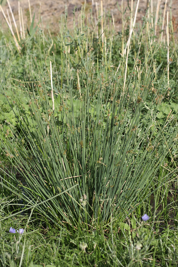 Изображение особи Juncus inflexus.