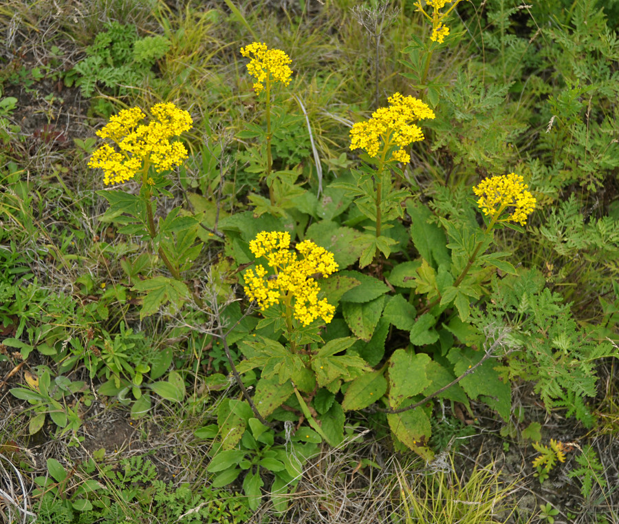 Изображение особи Patrinia rupestris.