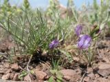 Astragalus nematodes